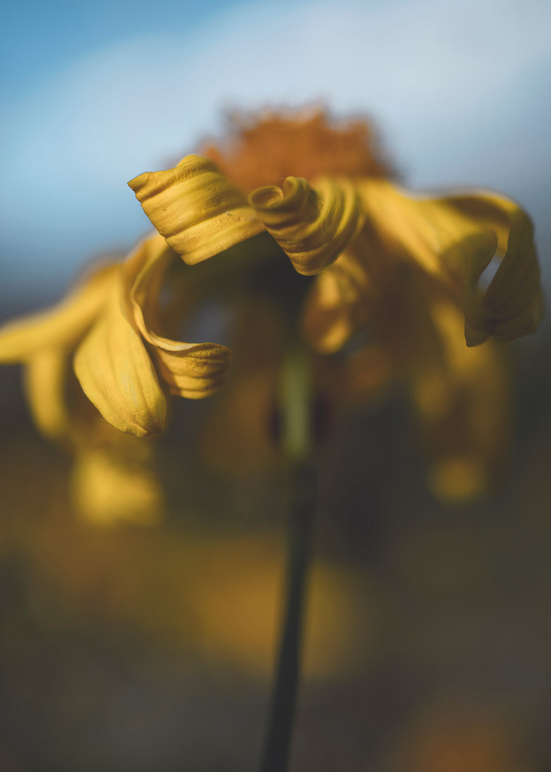Amarillo