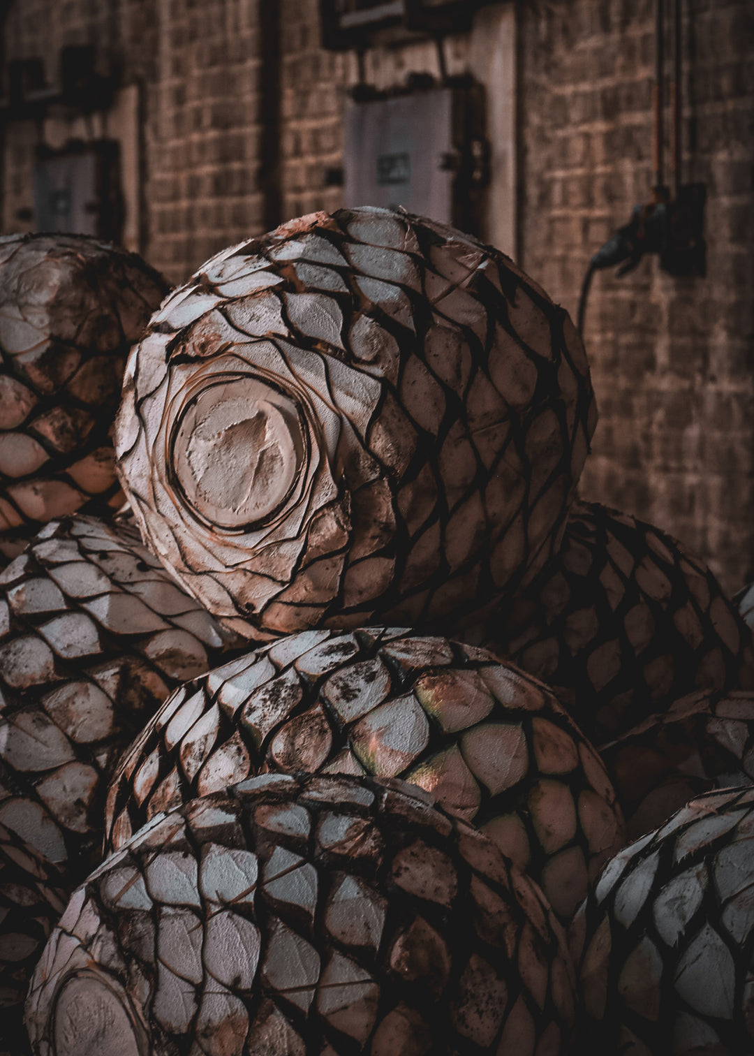 Agaves en el Horno
