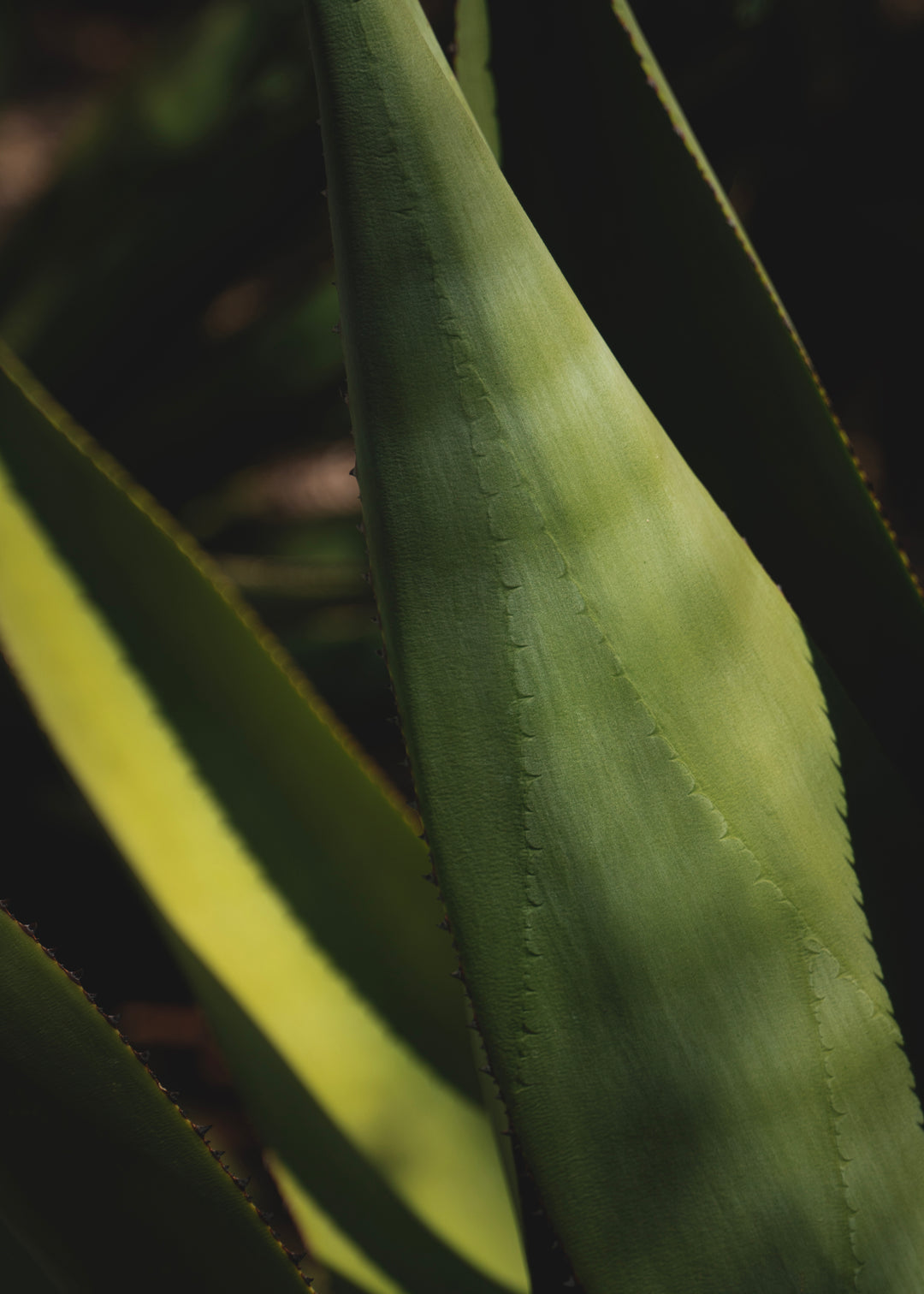 Agave