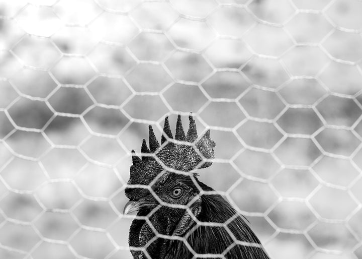 Black gallo