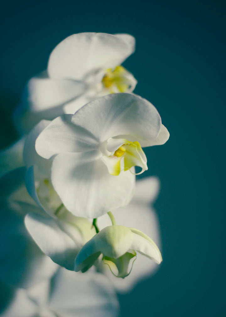 PHALAENOPSIS