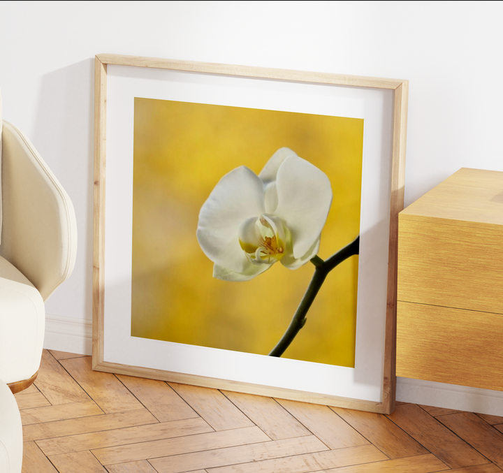 ORCHID