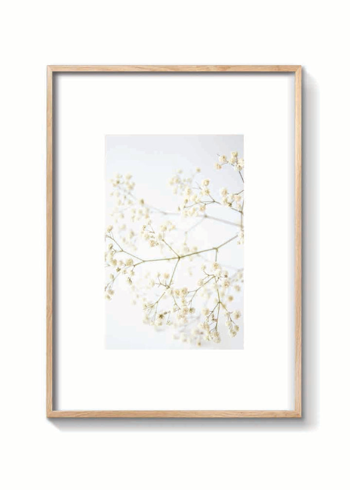 DRY CLOUD FLOWER