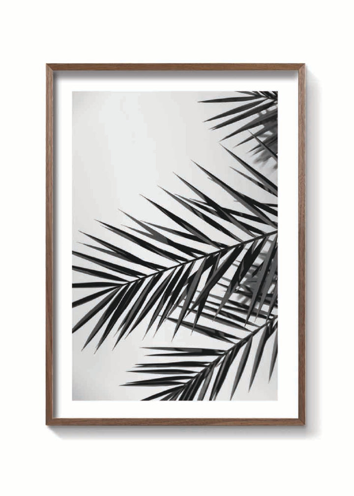 PALM LEAVES