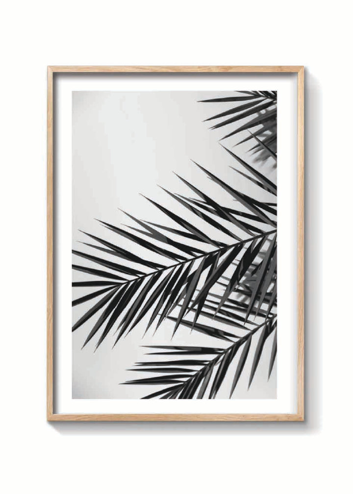 PALM LEAVES
