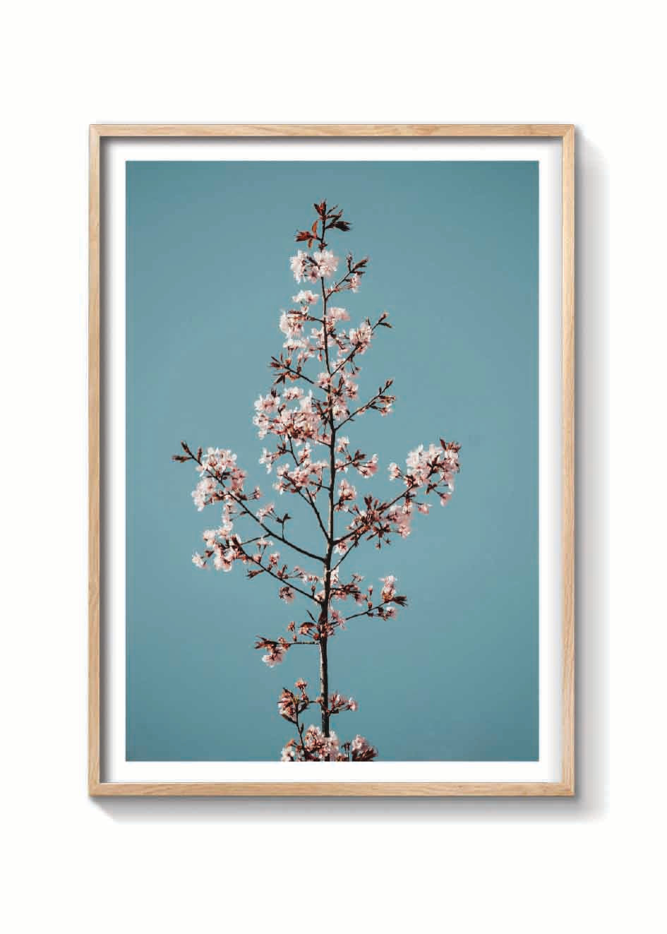 TALLO DE SAKURA