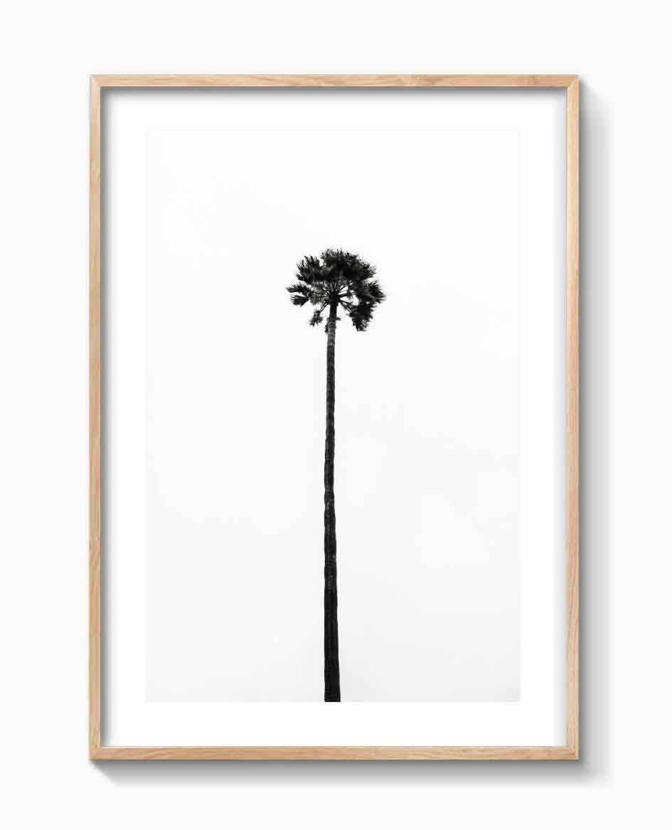 THE LAST PALM