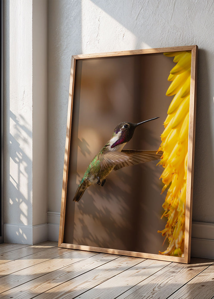 Colibri