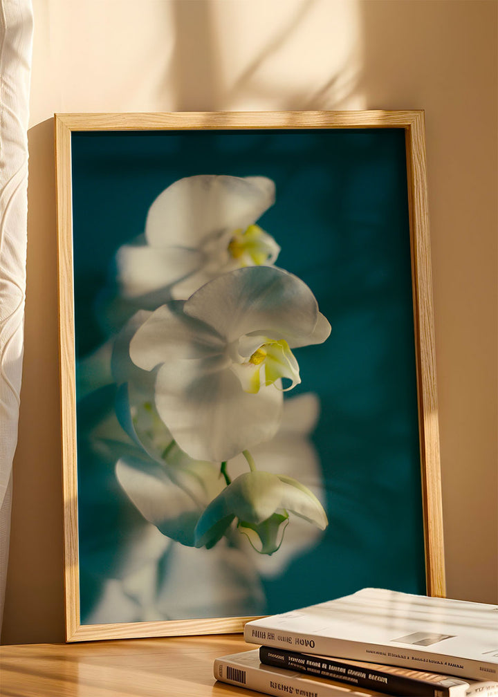 PHALAENOPSIS